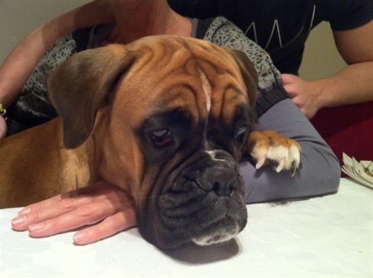 Boxer Balou billede 7