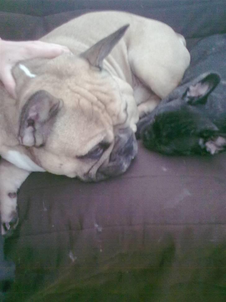 Fransk bulldog Carla - Mors puttegrise :) billede 7