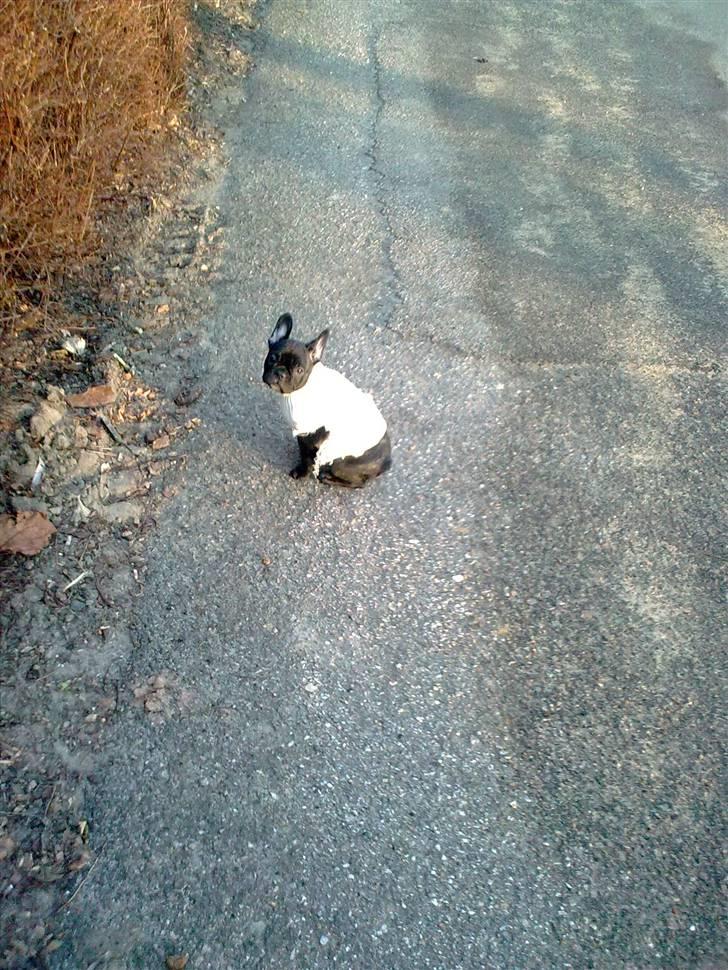 Fransk bulldog Carla - det er for koldt uden tøj på, men jeg gider ik ha den på mor! billede 8