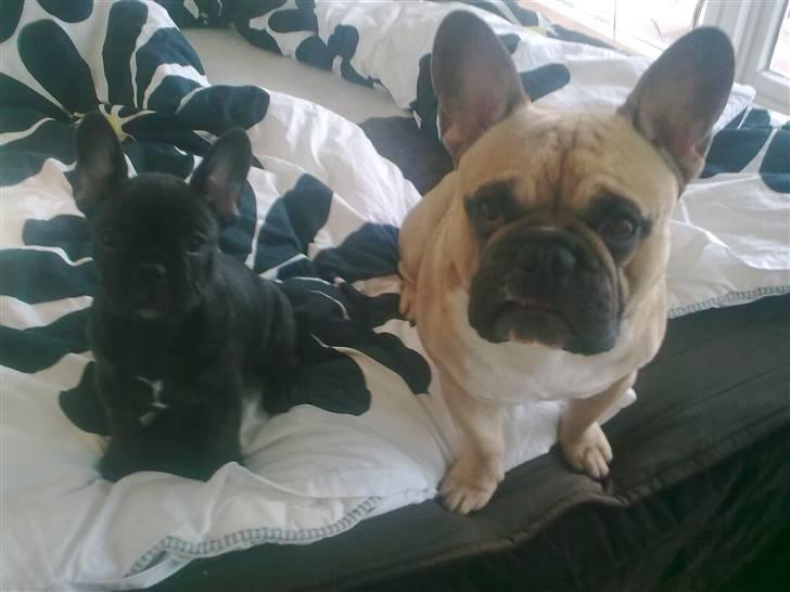 Fransk bulldog Carla billede 9