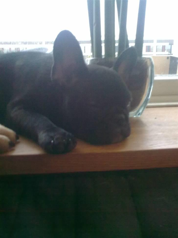 Fransk bulldog Carla - Carla tar´ sig lige en lur i vindues karmen :) billede 10