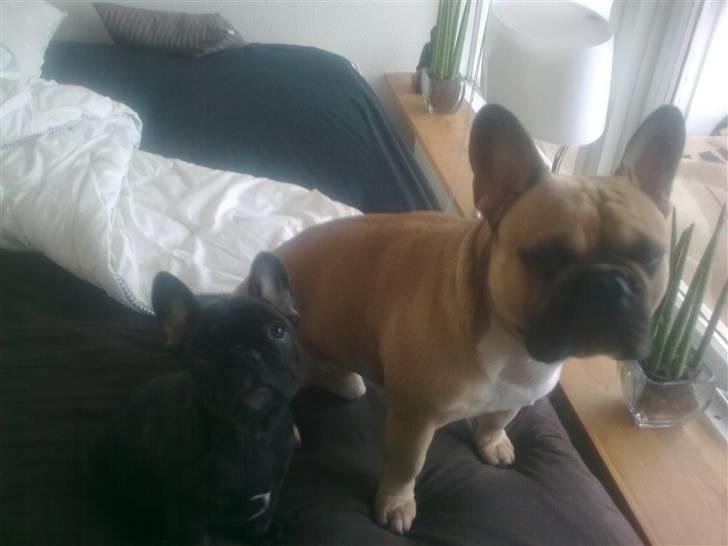 Fransk bulldog Carla billede 11