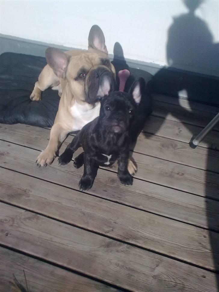 Fransk bulldog Carla - Vi soler lige på terrassen :) billede 12