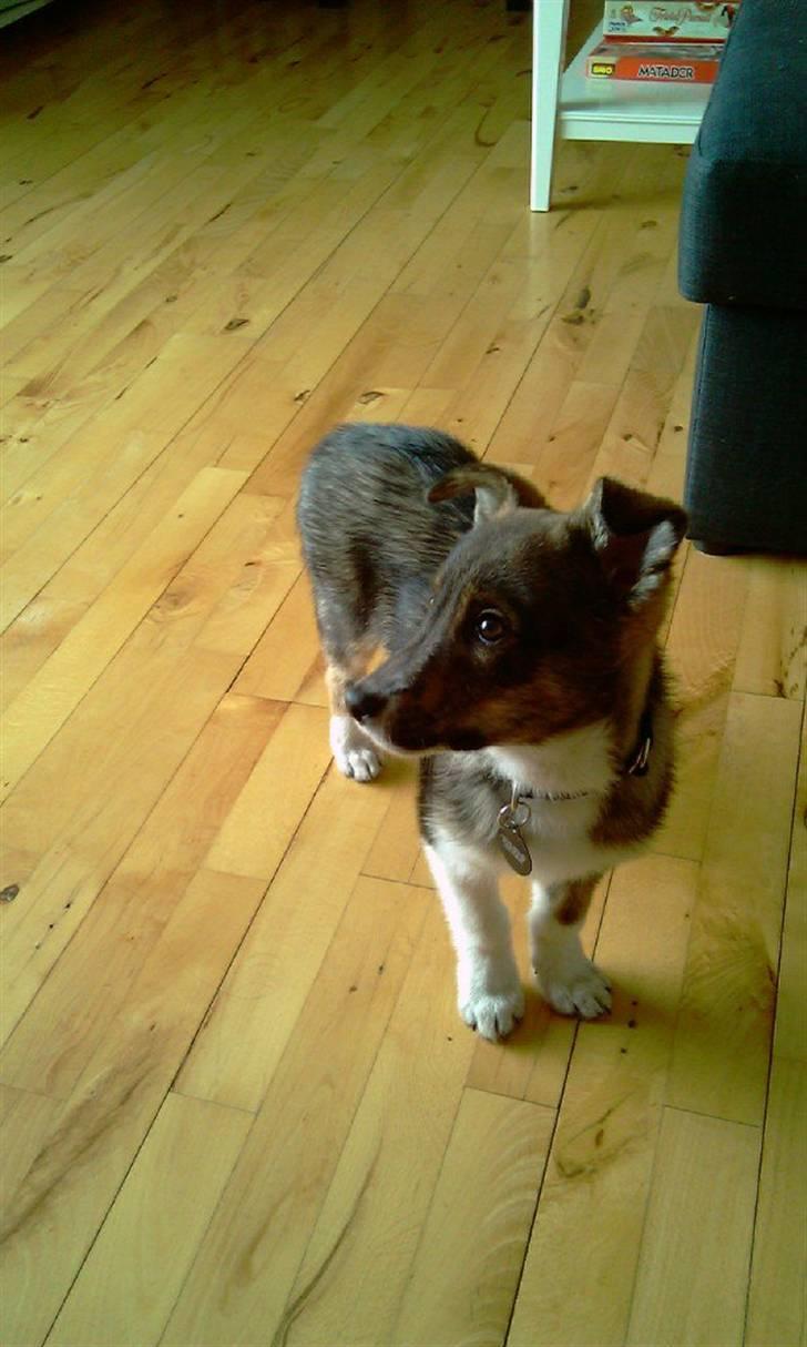 Blanding af racer Ballou billede 1