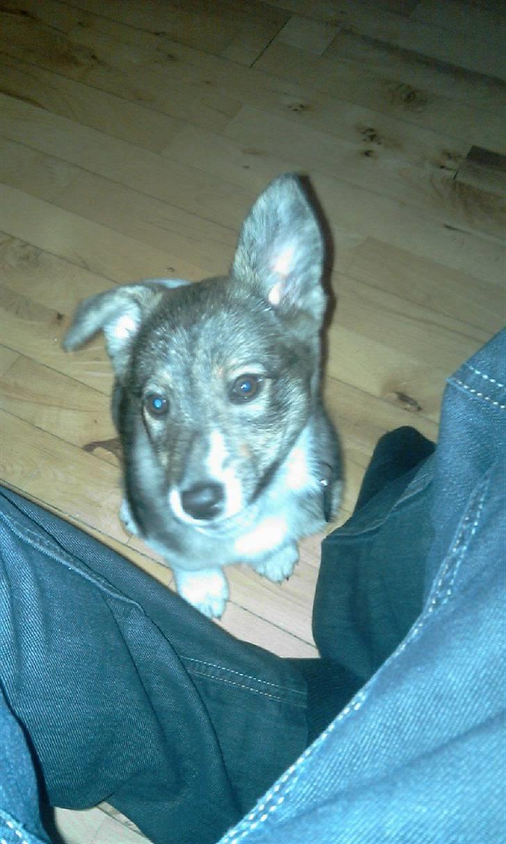 Blanding af racer Ballou billede 2