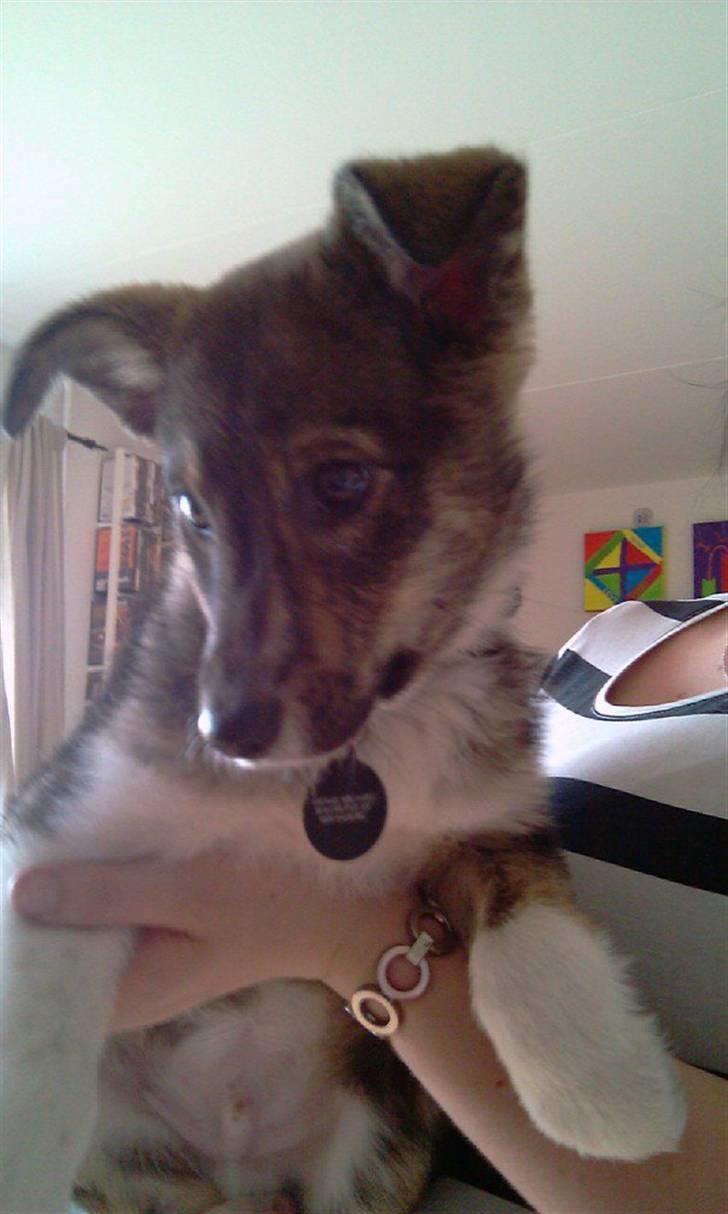 Blanding af racer Ballou billede 3