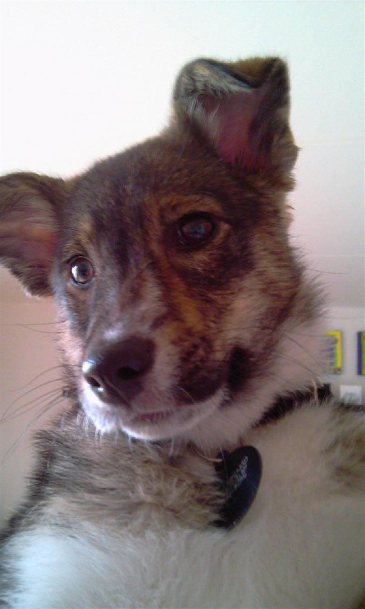 Blanding af racer Ballou billede 4