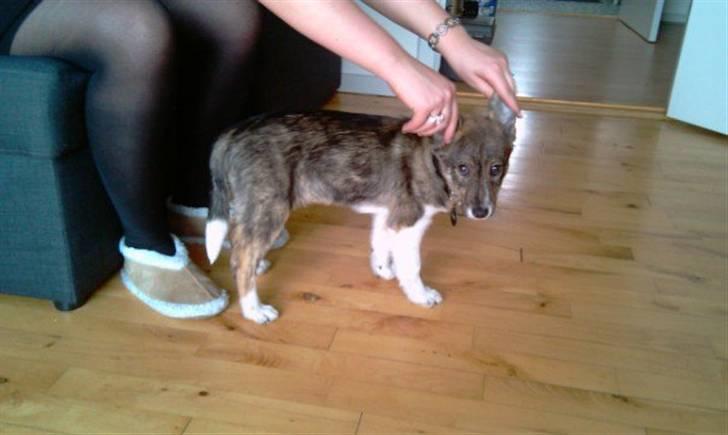 Blanding af racer Ballou billede 5