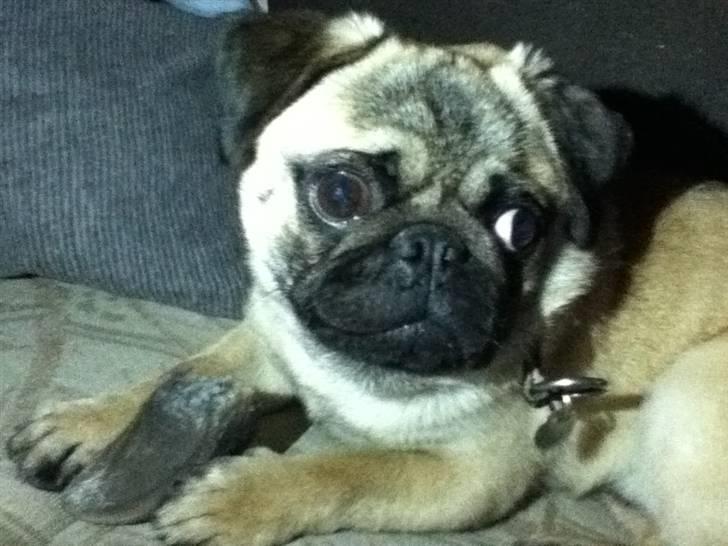 Mops Michael billede 1