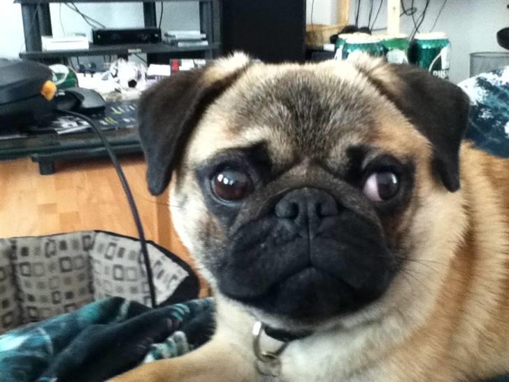 Mops Michael billede 2