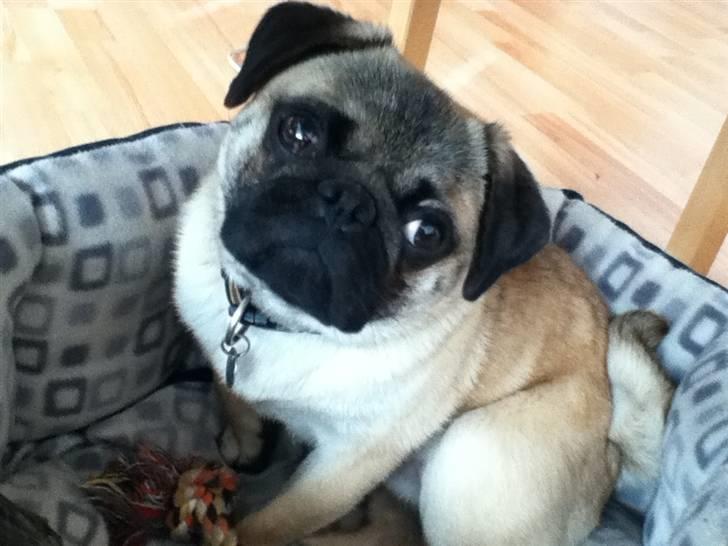 Mops Michael billede 3