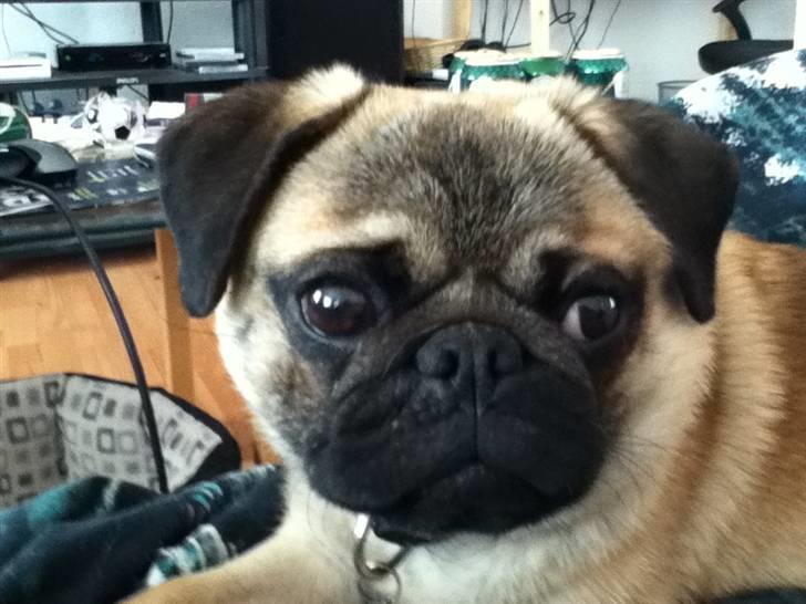 Mops Michael billede 4