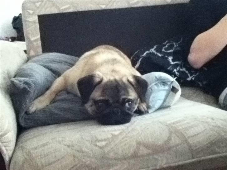 Mops Michael billede 5