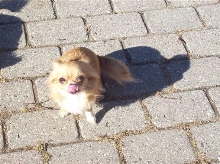 Chihuahua kiki billede 10