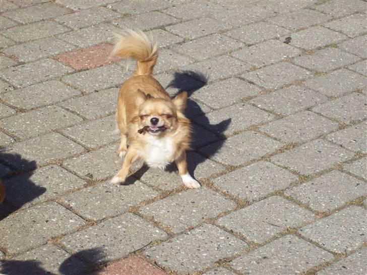 Chihuahua kiki billede 11