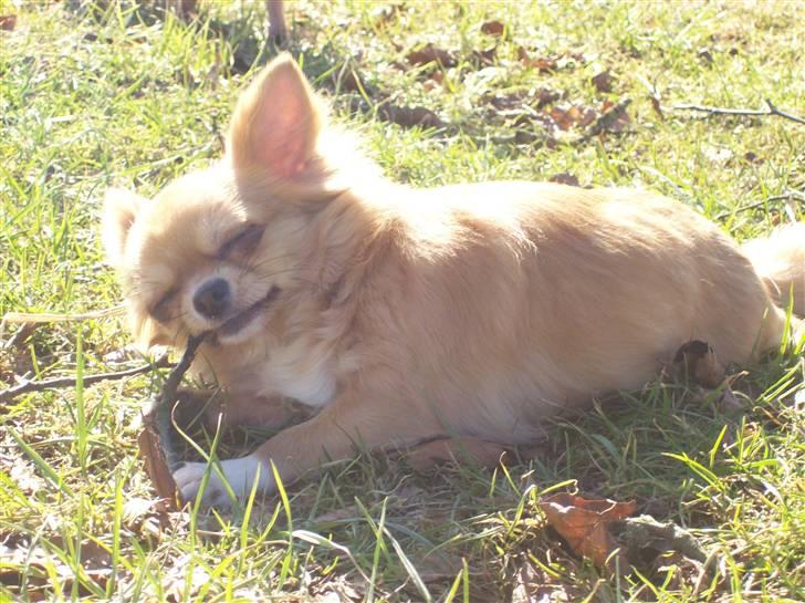 Chihuahua kiki billede 12