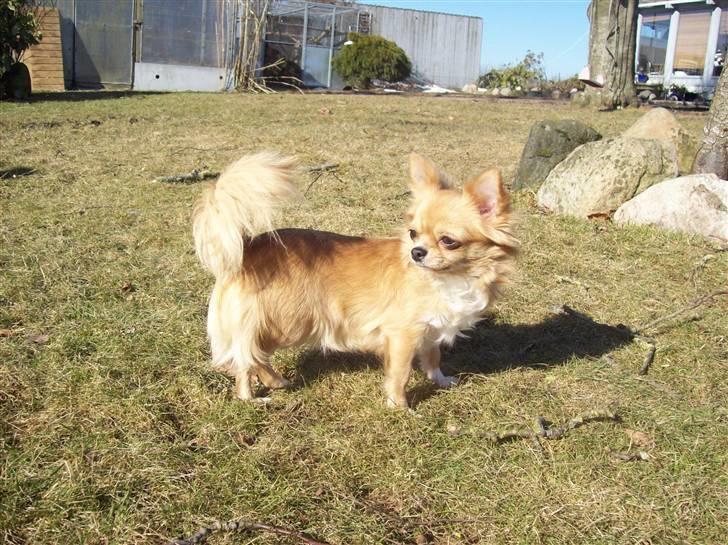 Chihuahua kiki billede 13