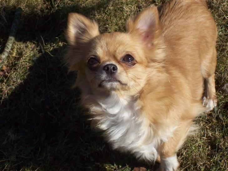 Chihuahua kiki billede 14