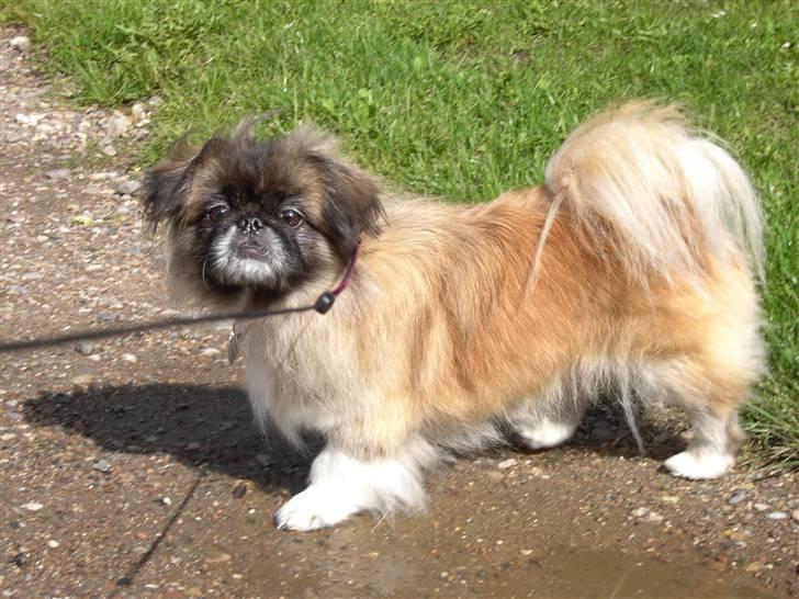 Pekingeser Sille **RIP** billede 1