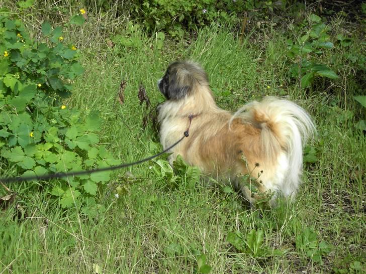 Pekingeser Sille **RIP** billede 2