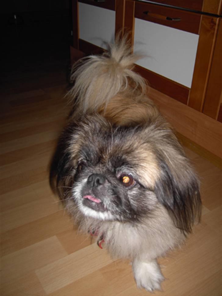 Pekingeser Sille **RIP** billede 5