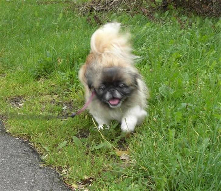Pekingeser Sille **RIP** billede 6