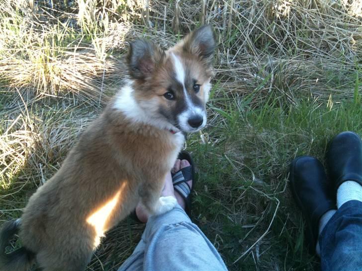 Islandsk fårehund Raija billede 2