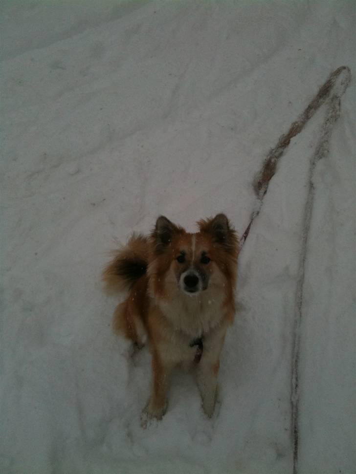 Islandsk fårehund Raija billede 5