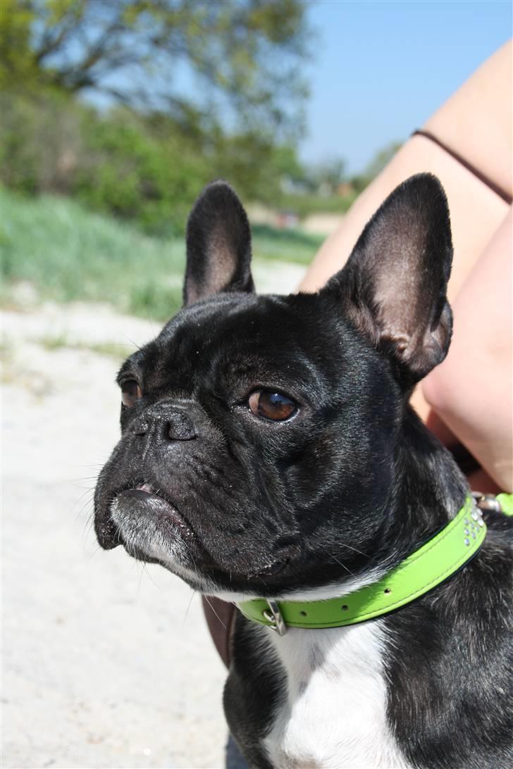 Fransk bulldog Babe - Smukke Babe.. billede 13