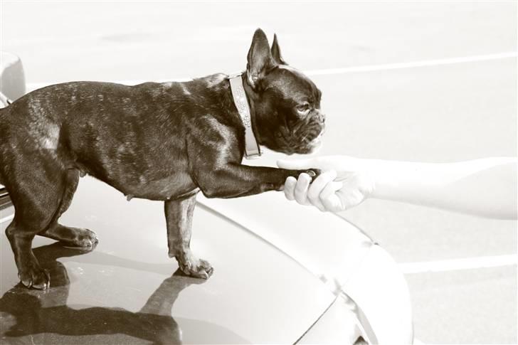 Fransk bulldog Babe - Dejlig hund.. billede 14