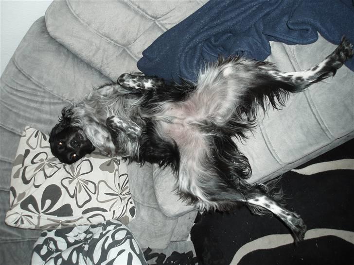 Blanding af racer Felix billede 19