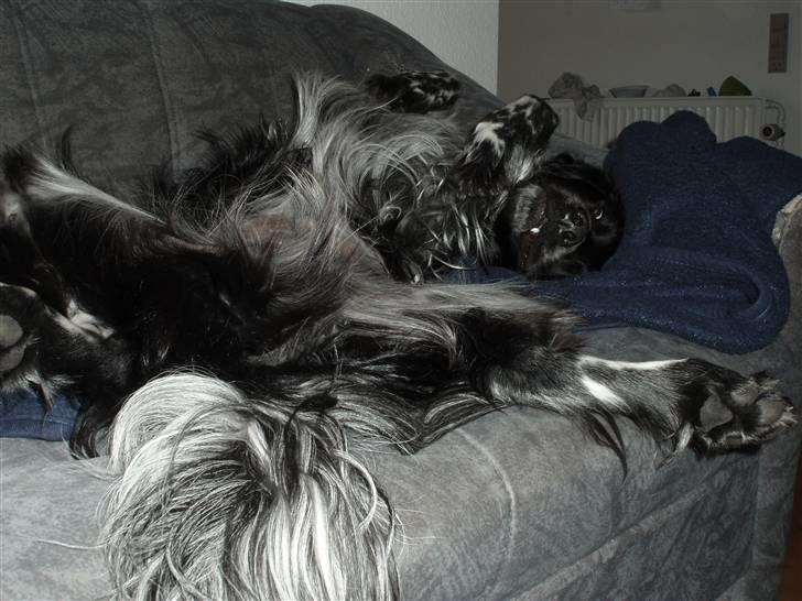 Blanding af racer Felix billede 20