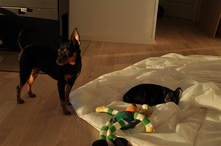 Dvaergpinscher Vedhauges O'Sally - Sally billede 3