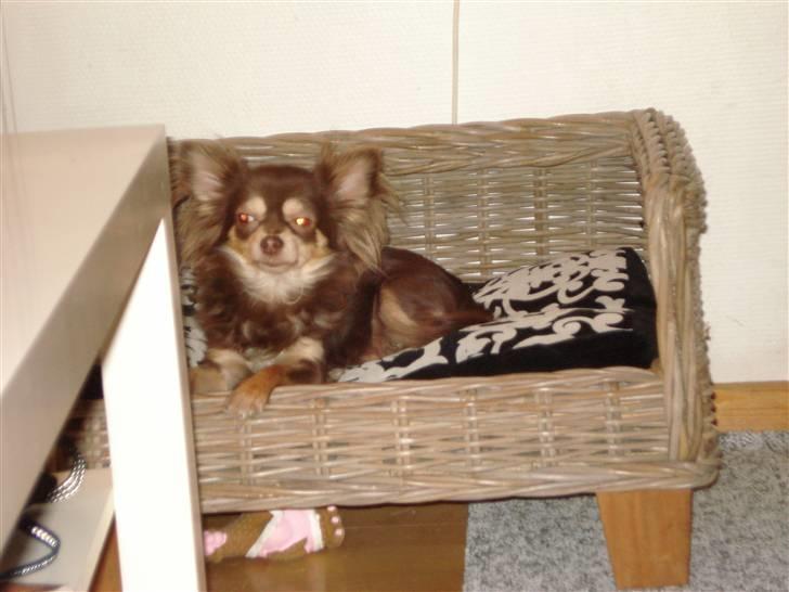 Chihuahua Brownie billede 1