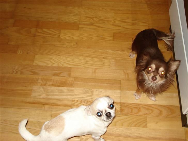 Chihuahua Brownie - Brownie og Scarlett billede 2