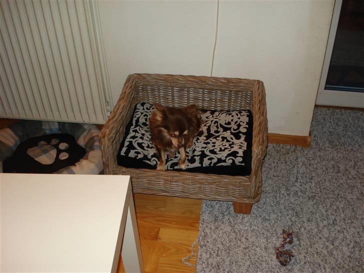 Chihuahua Brownie billede 3