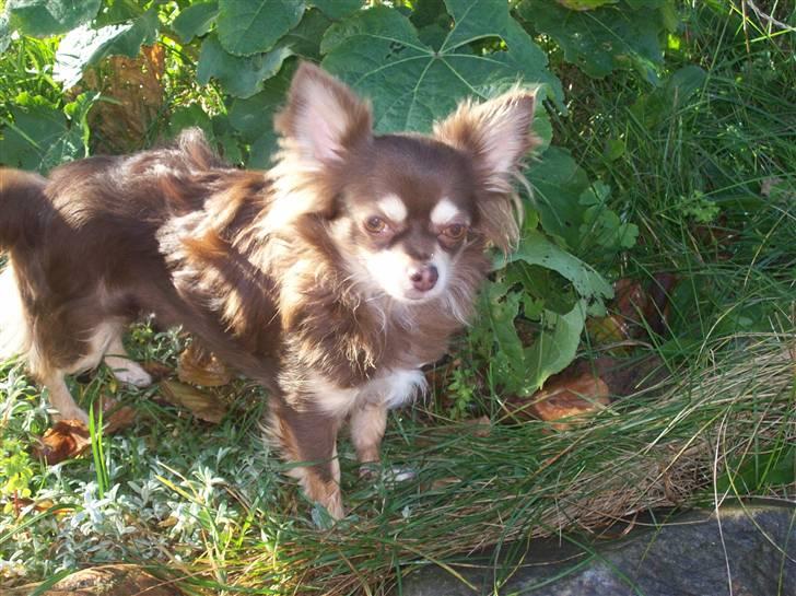 Chihuahua Brownie billede 4