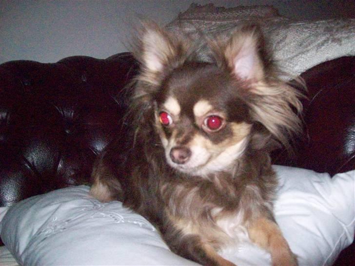 Chihuahua Brownie billede 5