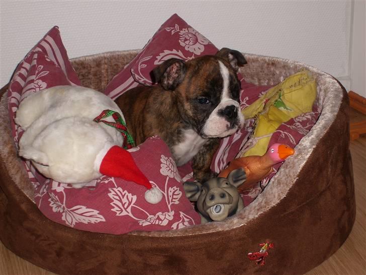 Engelsk bulldog frida billede 1