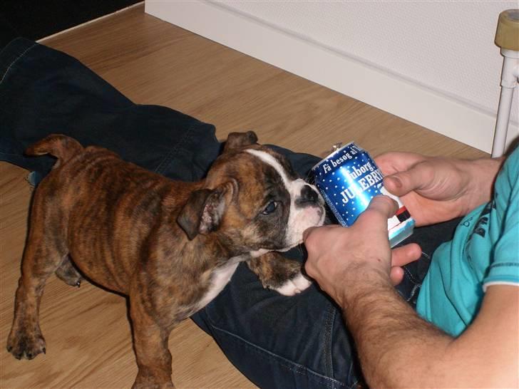 Engelsk bulldog frida - en tørstig lille hund! billede 2