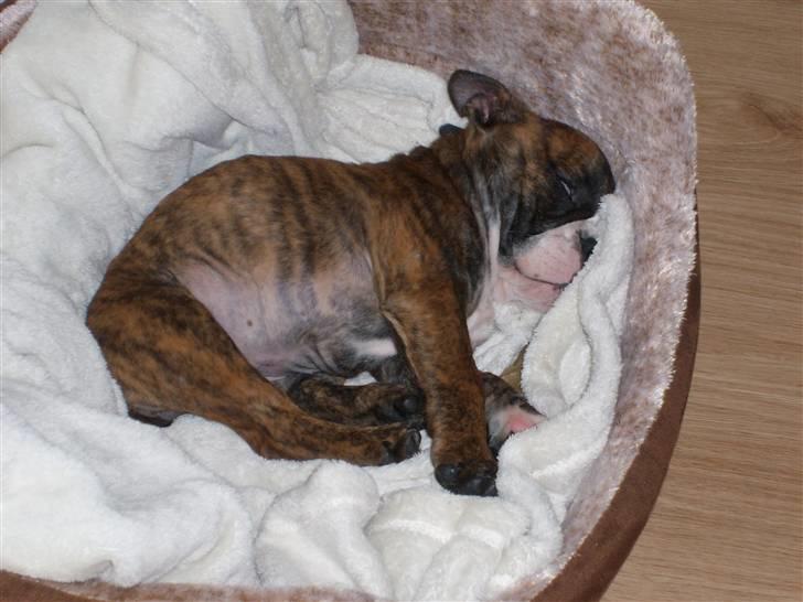 Engelsk bulldog frida billede 3