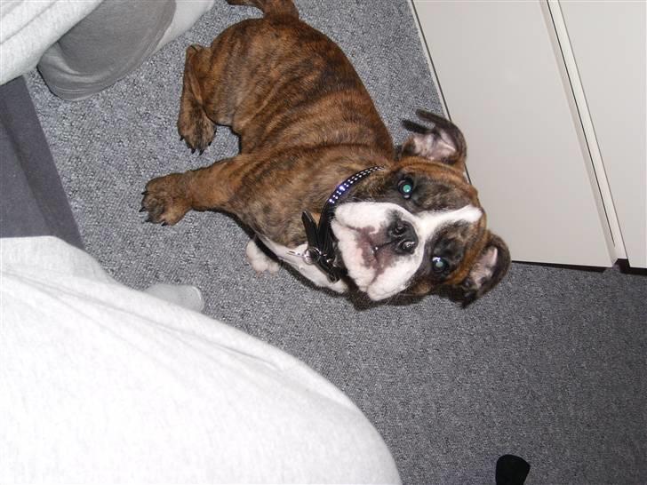 Engelsk bulldog frida billede 4