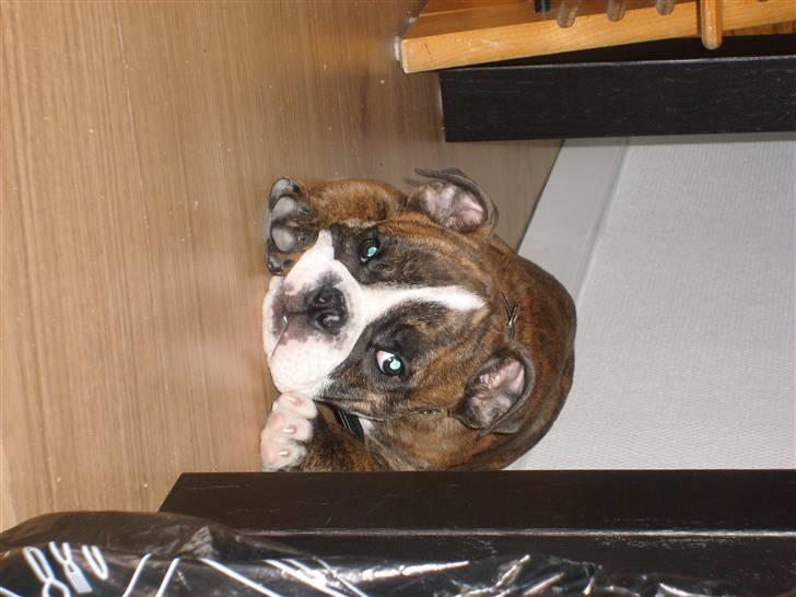 Engelsk bulldog frida billede 5