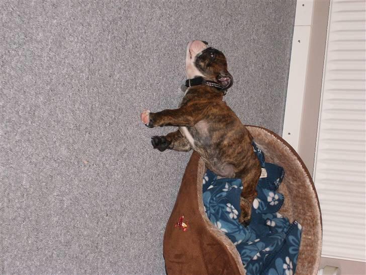 Engelsk bulldog frida billede 6