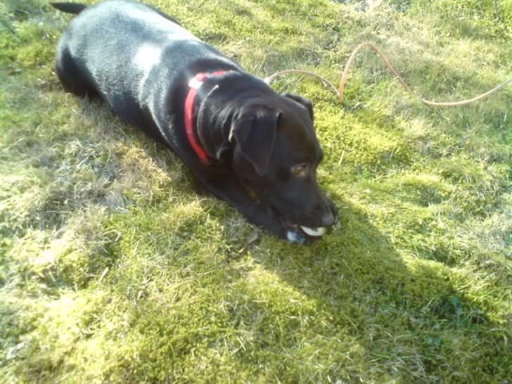 Blanding af racer Trine - Prinsessen ligger på græsset og tygger ben (: Hun er så sød (: <3 billede 7