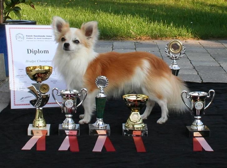 Chihuahua Tekken billede 1