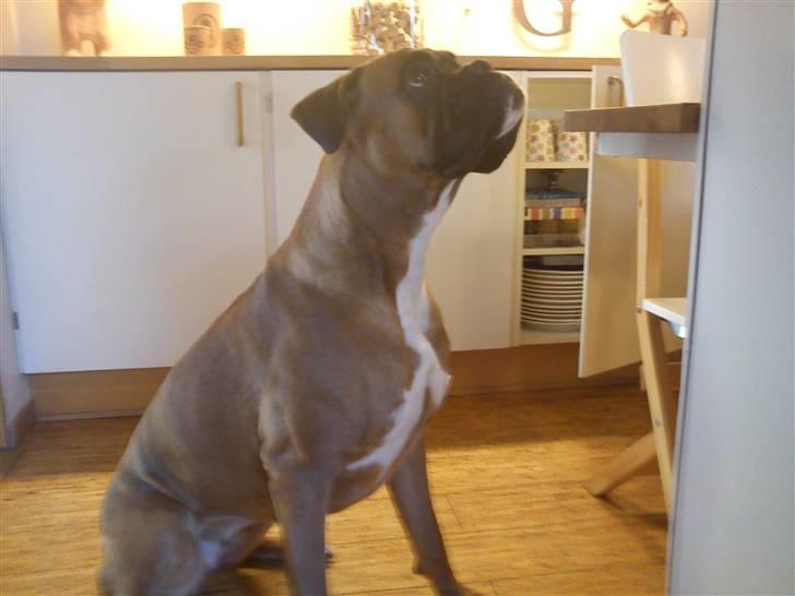Boxer Balou billede 8
