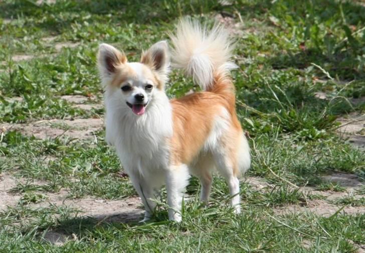 Chihuahua Tekken billede 2