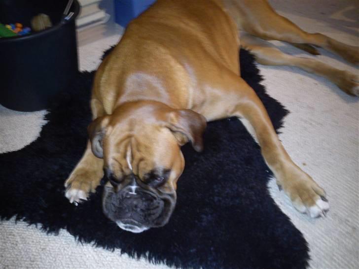 Boxer Balou billede 9