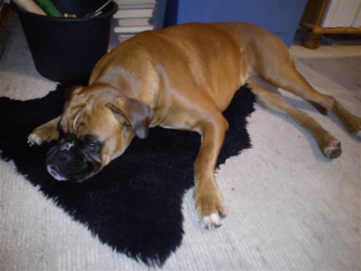 Boxer Balou billede 10